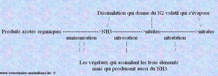 Le cycle de l'azote