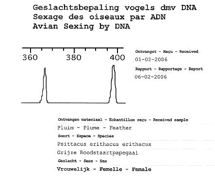 Sexage ADN chez le perroquet